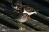 Purple Sandpiper at Southend Pier (Martin Cracknell) (51853 bytes)